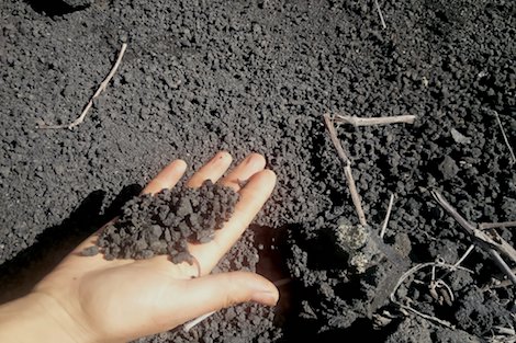 Matías i Torres en La Palma: vinos de viento y volcán