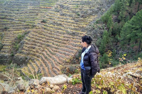 Matías i Torres en La Palma: vinos de viento y volcán