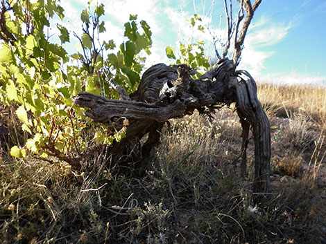 Un mapa para entender mejor la Ribera del Duero