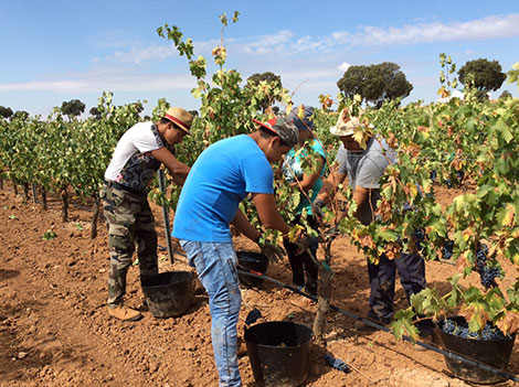 ¿Cómo serán los vinos de 2017?