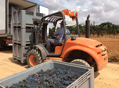 ¿Cómo serán los vinos de 2017?