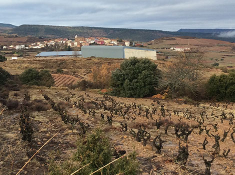 El supurao, un rioja tradicional que regresa de la mano de Ojuel