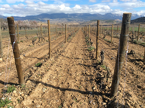 Finca Allende, un referente de Rioja, se replantea su modelo vitícola 