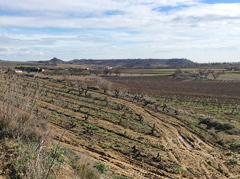 Finca Allende, un referente de Rioja, se replantea su modelo vitícola 