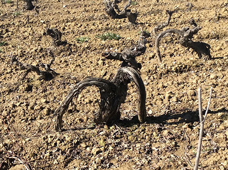 Finca Allende, un referente de Rioja, se replantea su modelo vitícola 