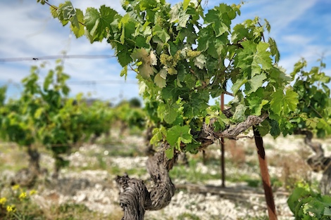 Muchada-Léclapart: el encuentro entre la albariza y el champagne