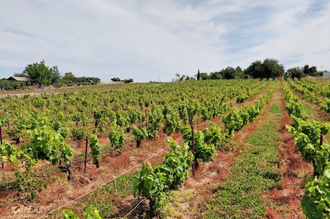 Muchada-Léclapart: el encuentro entre la albariza y el champagne