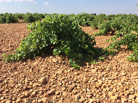 Verum: nuevos tiempos y variedades en Castilla-La Mancha