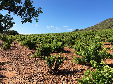 Los suelos de la garnacha