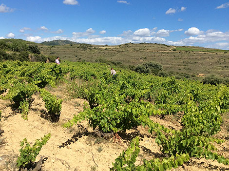 Los suelos de la garnacha