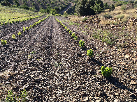 Los suelos de la garnacha