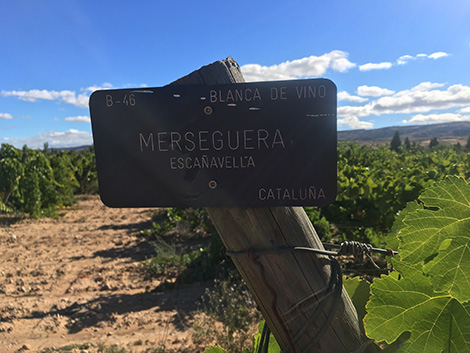 La enriquecedora experiencia de catar en la viña