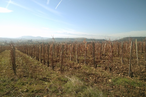 Artuke: Equilibrio y personalidad propia en Rioja