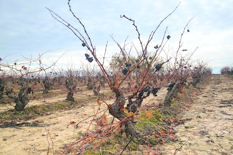 Artuke: Equilibrio y personalidad propia en Rioja