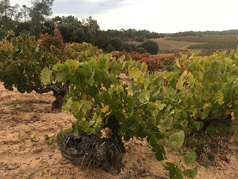 Los nuevos nombres de Ribera del Duero que hay que conocer (I)