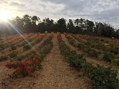 Los nuevos nombres de Ribera del Duero que hay que conocer (I)