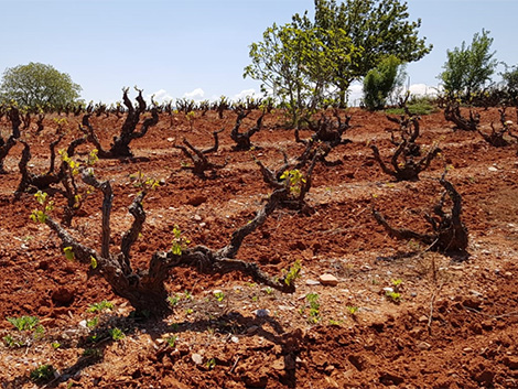 Los nuevos nombres de Ribera del Duero que hay que conocer (I)