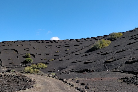 Puro Rofe: la nueva frontera del vino en Lanzarote 