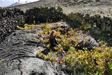 Puro Rofe: la nueva frontera del vino en Lanzarote 