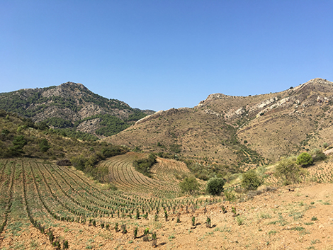 Frontonio busca la mejor garnacha de Aragón