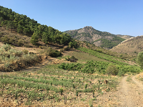 Frontonio busca la mejor garnacha de Aragón