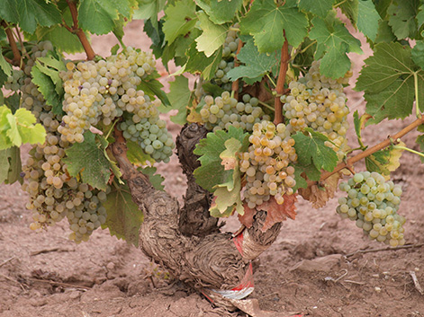 El ascenso de la garnacha blanca en España