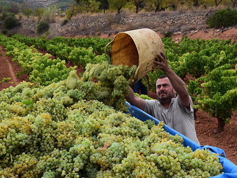 El ascenso de la garnacha blanca en España