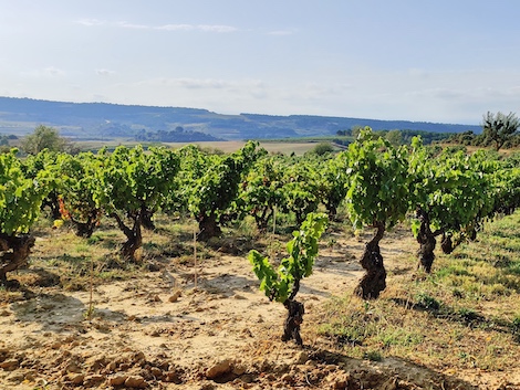 Sandra Bravo: In search of the flavour of Sierra de Toloño in Rioja