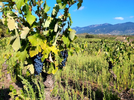 Sandra Bravo: In search of the flavour of Sierra de Toloño in Rioja