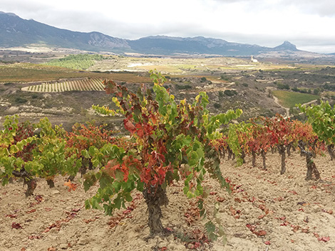 Así son los primeros riojas calificados como “viñedos singulares”