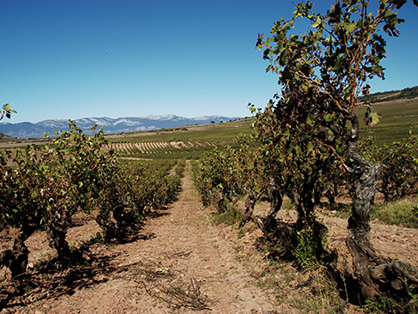 Así son los primeros riojas calificados como “viñedos singulares”