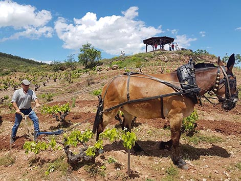 Así son los primeros riojas calificados como “viñedos singulares”