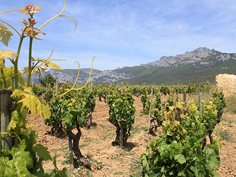 Así son los primeros riojas calificados como “viñedos singulares”