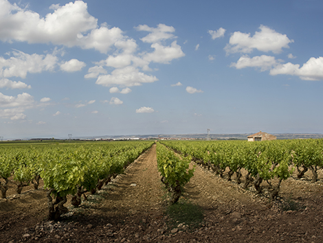 Así son los primeros riojas calificados como “viñedos singulares”