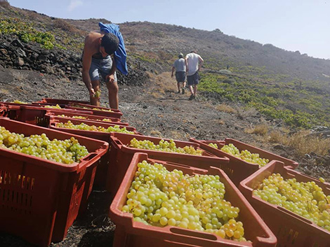 La cosecha 2019 en la mitad sur, regiones mediterráneas e islas (y II)