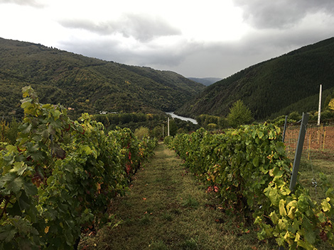 ¿Qué necesita Ribeira Sacra para convertirse en una gran zona vinícola? (y II)