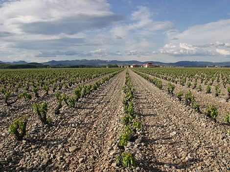 Finca La Emperatriz: cuando menos es más