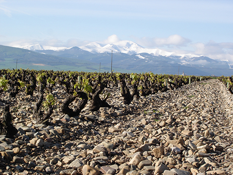 Finca La Emperatriz: cuando menos es más