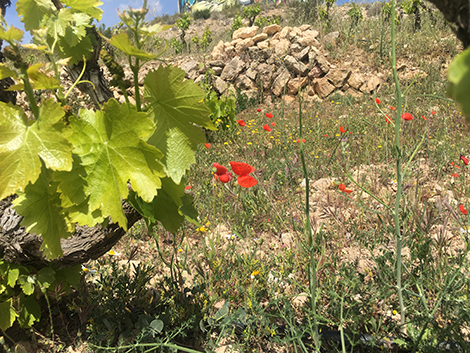 ¿Cómo incidirán las enfermedades de la vid en el mapa varietal de España?