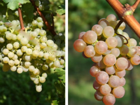 ¿Cómo incidirán las enfermedades de la vid en el mapa varietal de España?