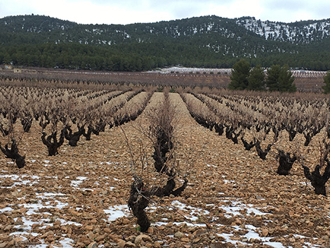 Julia Casado, la voz de la monastrell “del terreno”