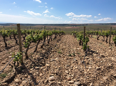 Ramón Bilbao irrumpe en el segmento top de Rioja con Lalomba