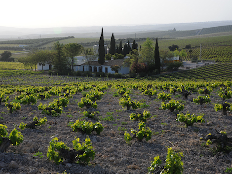 Pérez Barquero: standard-bearer for quality wines in Montilla