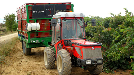 Un día recogiendo uvas en Rioja