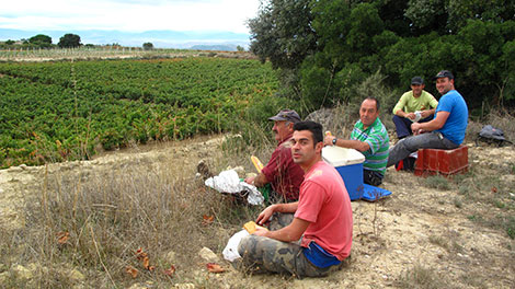 Un día recogiendo uvas en Rioja