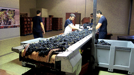 Un día recogiendo uvas en Rioja