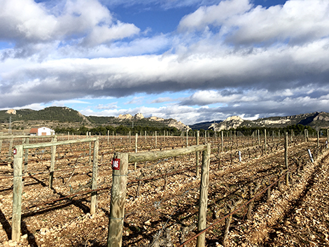 A pie de viña con Muga