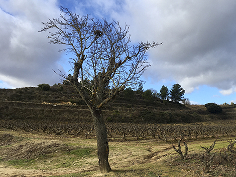 A pie de viña con Muga