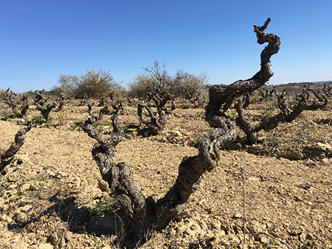 ¿Qué hace diferente al vino español?