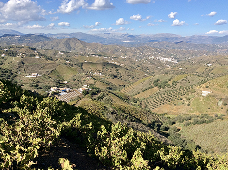 ¿Qué hace diferente al vino español?